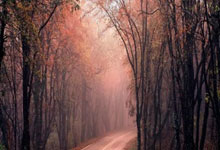 江南体育官网：[德甲]斯图加特“双杀”汉堡 成功保级.